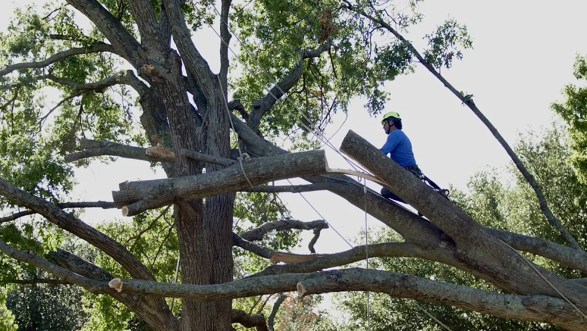 Professional Crown Thinning performed by certified arborists in Thida